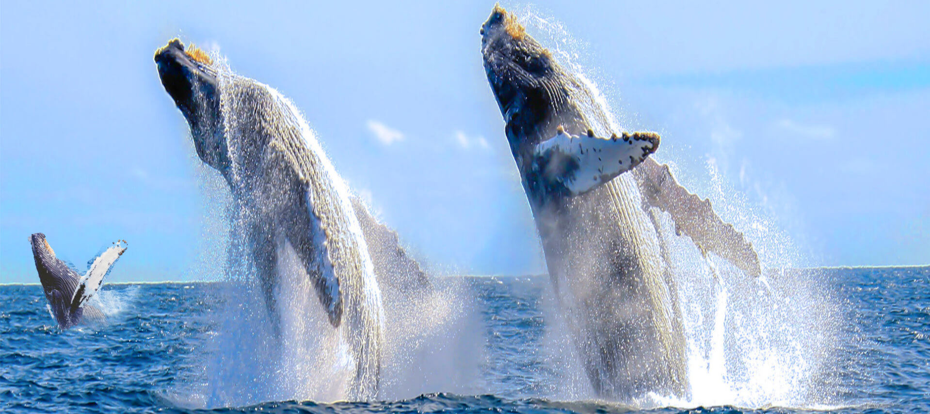San-Francisco_Whales-watching-Tour-_Monterey-Bay-Attractions